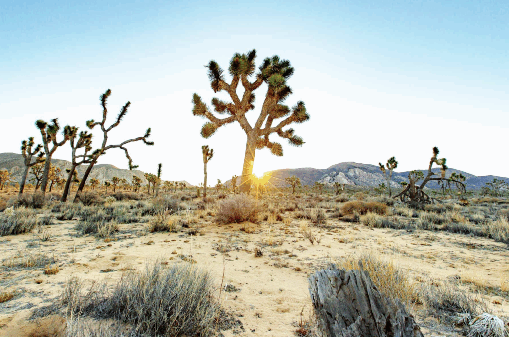 rent a van from Van Voyage and check out national parks with kids